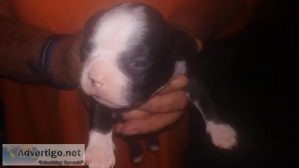Boston Terriers