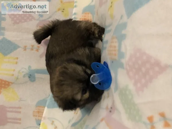 Shihtzu Puppyz