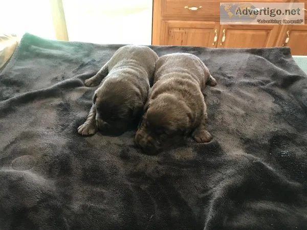 AKC Chocolate Lab Puppies