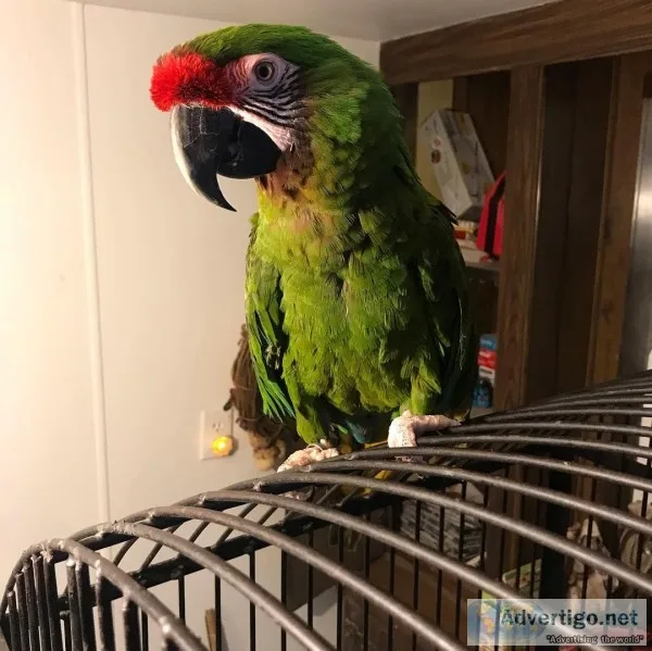 Lovely Military Macaw For Sale