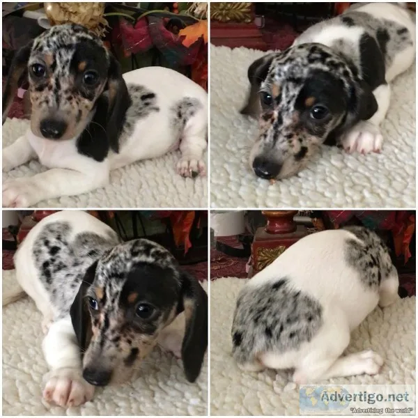 AKC Miniature Dachshund