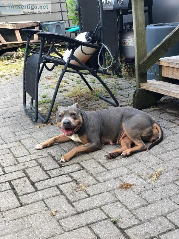 Tricolor  blue pitbull puppies