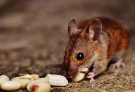 Get rid of unwanted guests