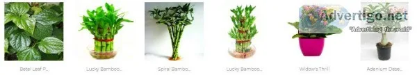 Air Purifying Plants - Indoor Plants Online &ndash Bangalore
