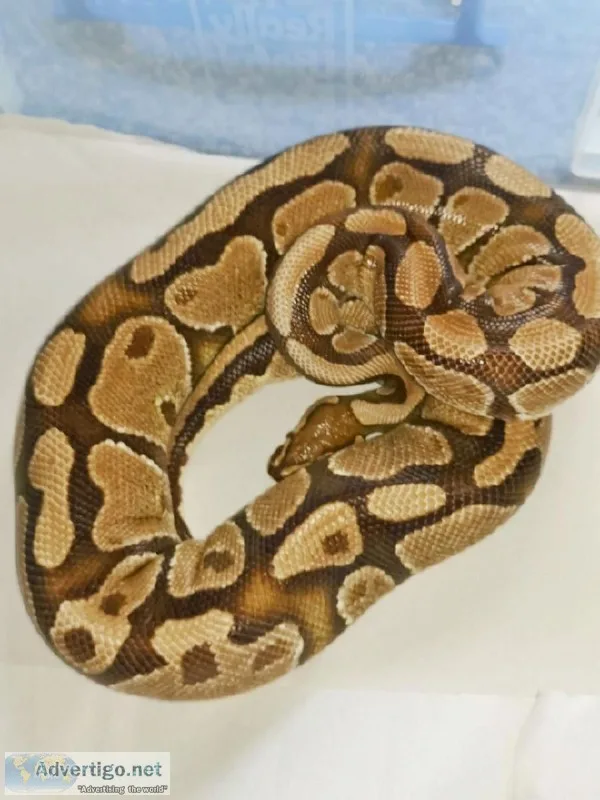 Pythons Available