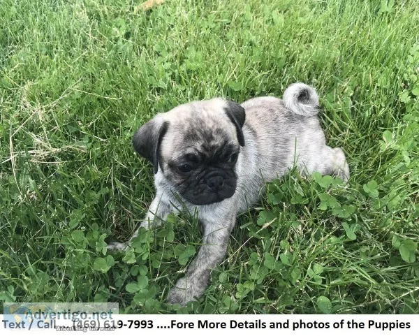 Appealing Akc Reg MF Pug Puppies for Re-homing..
