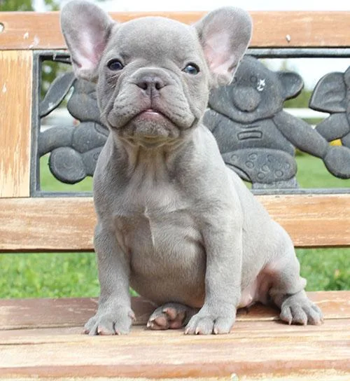 AKC LilacBrindle French Bulldog Puppy Girl (Alva)