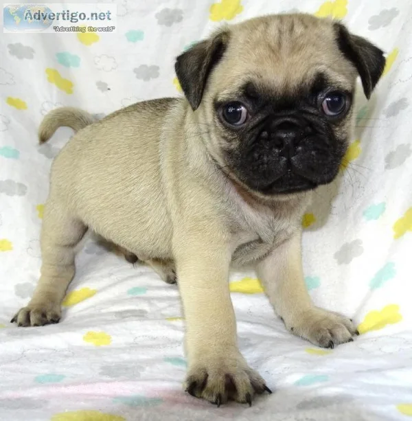 TI-AKC REG Tidy Adorable Pug Pups fro Re-Homing