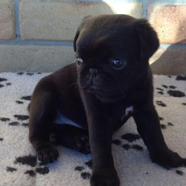 Elvis - Black AKC Male Available Now