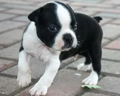 Boston Terrier puppies for Sale