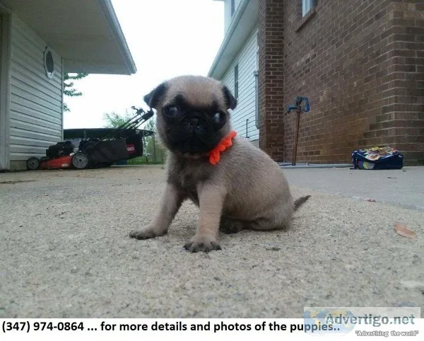 TER-Terrific Adorable Akc Reg Pug Pups for Re-Homing