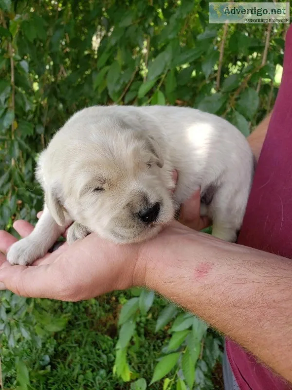 Goldendoodle F1