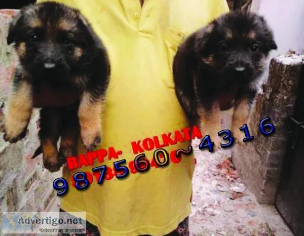 Show Quaity GERMAN SHEPHERD Dogs Pets Sale At  PETS HOUSE KOLKAT