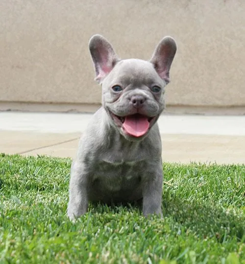 AKC LilacBrindle French Bulldog Puppy Boy (Clay)