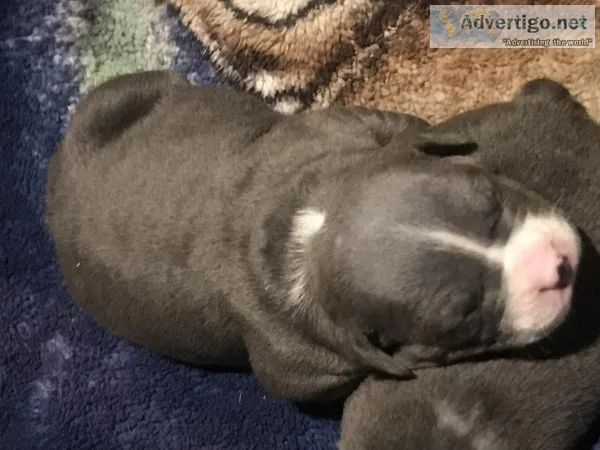 Pitbull bullie