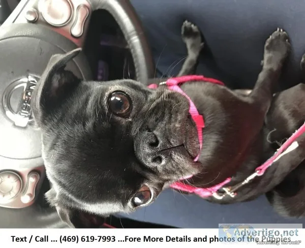 Lacy - Black Akc Female Available Now