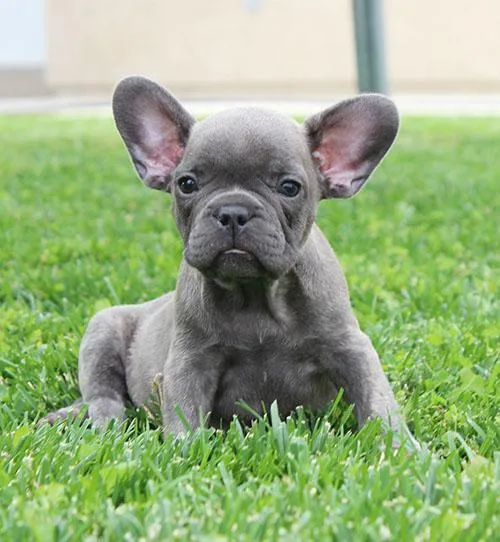 AKC BlueBrindle French Bulldog Puppy Boy (Duke)
