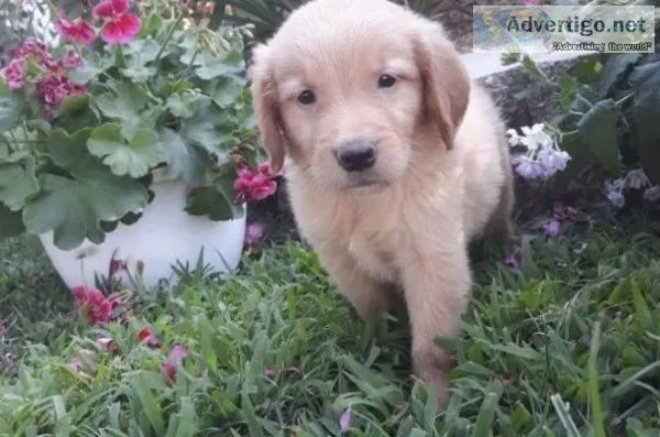 Golden Retriever PUPPIES