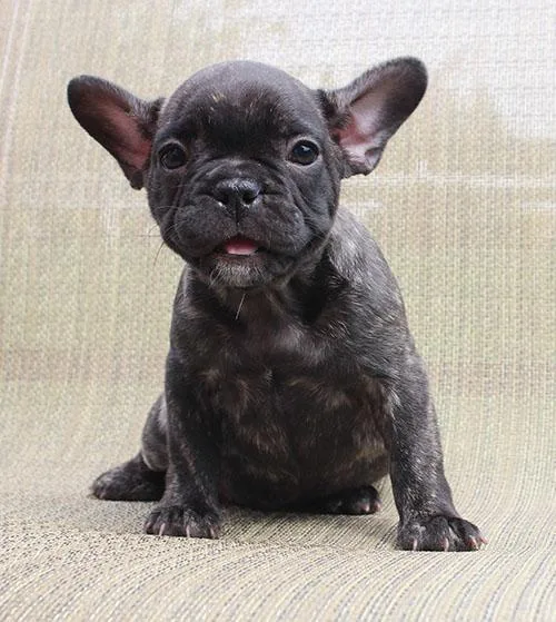 AKC BlueChocoTan Carrier French Bulldog Puppy Girl (Erin)
