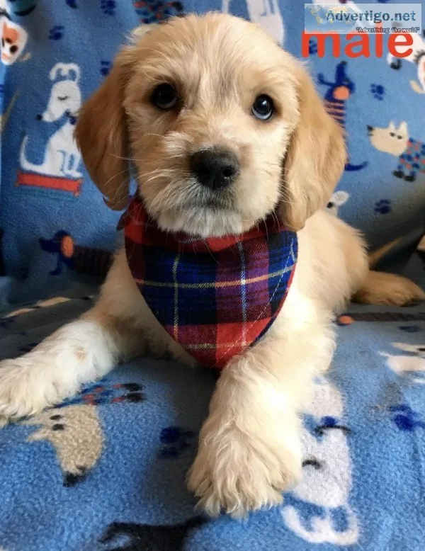 labradoodle puppies