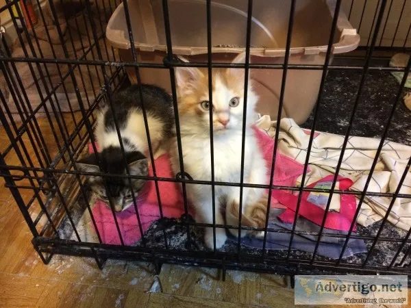 Two kittens