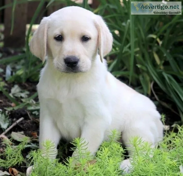 Labrador Retriever Puppies