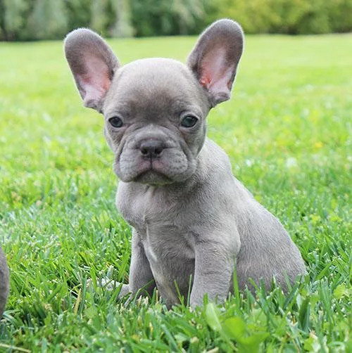 AKC LilacBrindle French Bulldog Puppy Girl (Bria)
