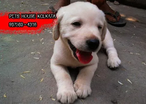 Show Quality LABRADOR Dogs Pets Sale At  SALT LAKE CITY