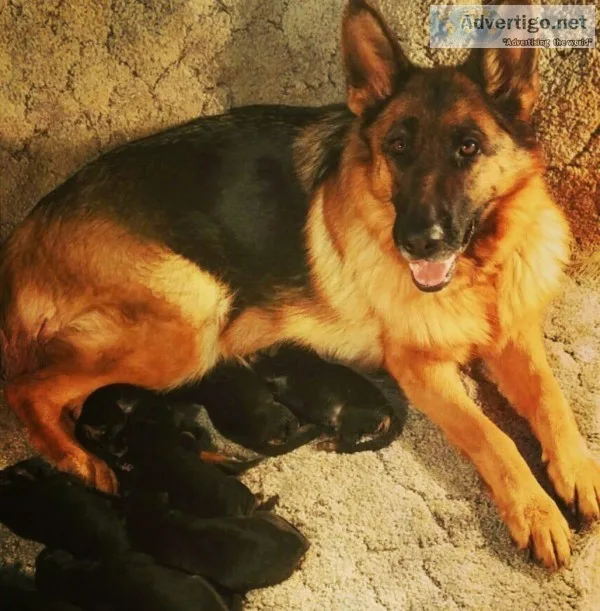 AKC German Shepherd Puppies