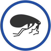 Get professional termite inspection central coast from Australia