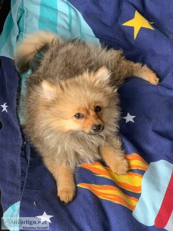 energetic Pomeranian