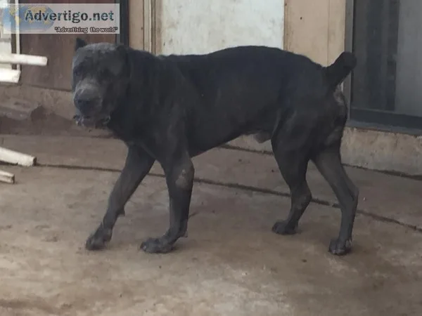Cane corso mastiff