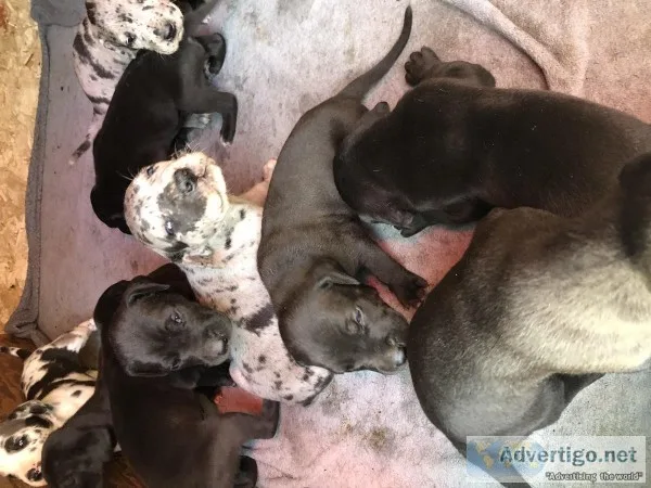 Great Dane Puppies