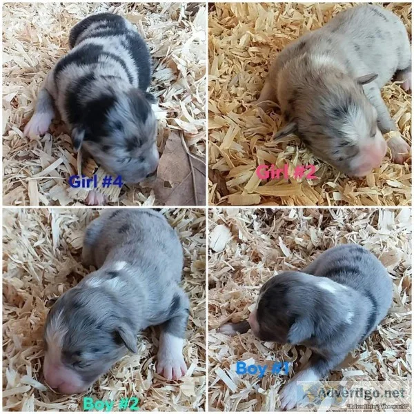 Australian shepherd puppies