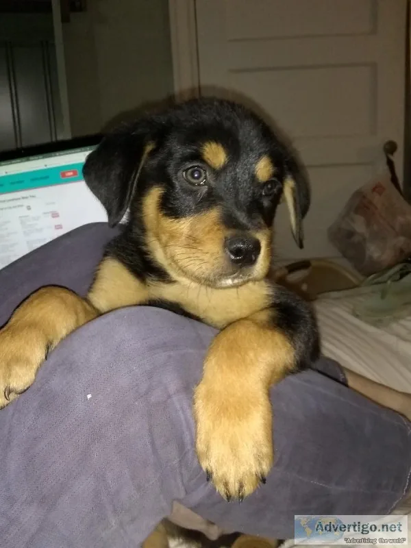 Adorable rottie pup