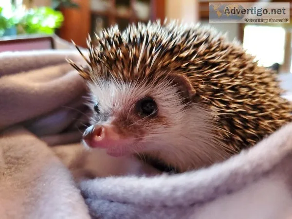 Hedgehog for sale