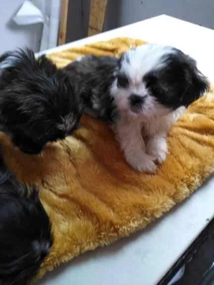 Shih Tzu puppies