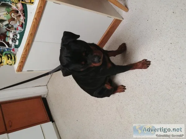 Rocky the Rottweiler 2 years old