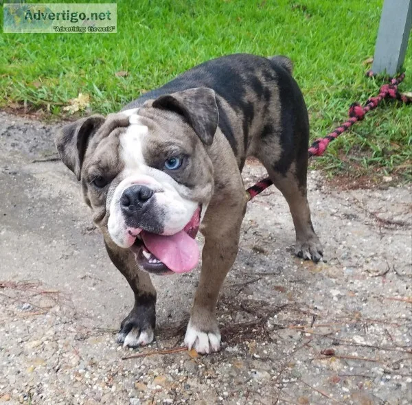 One year old black merle female olde english bulldogge available