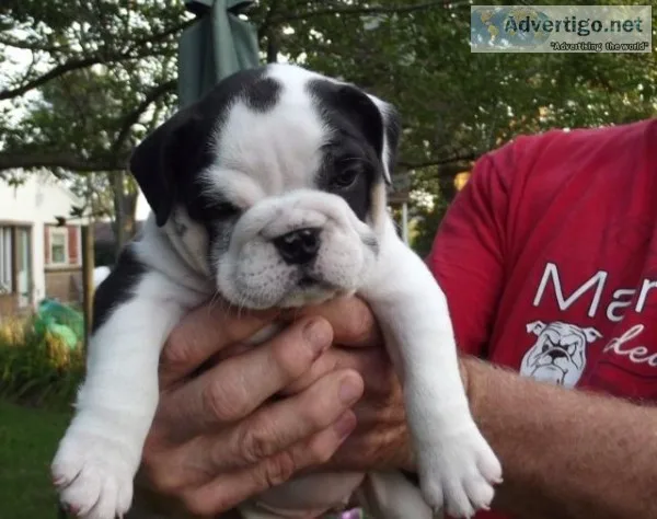 english bulldog puppies
