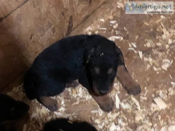 Airedale Puppies