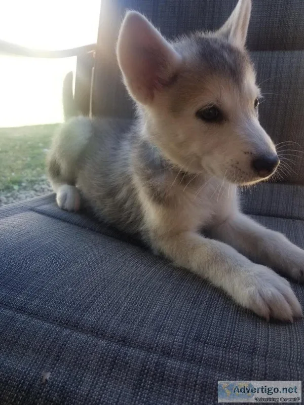 Alaskan MalamuteHusky  puppies for sale