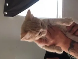 2 kittens for sale to good home
