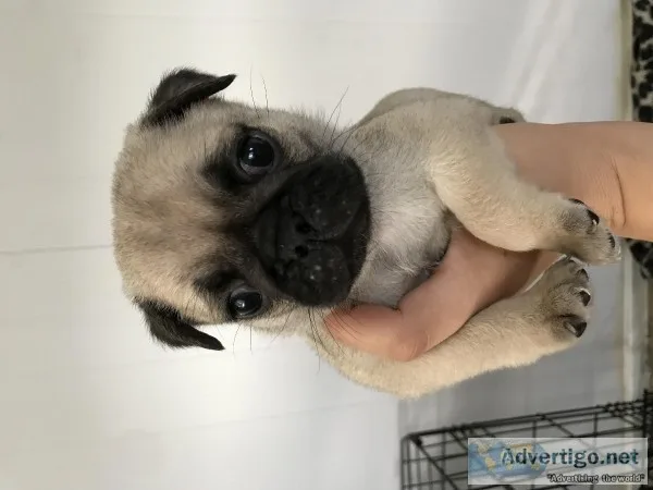 Pugs