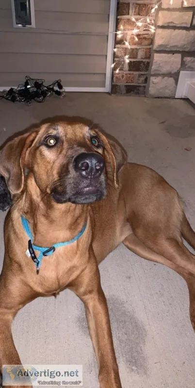 Free dog to good home