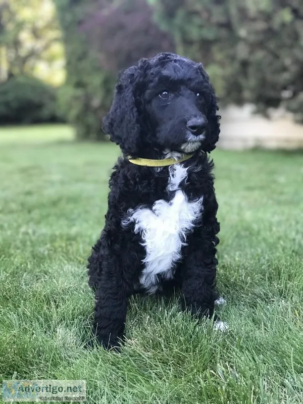 Standard poodle puppies