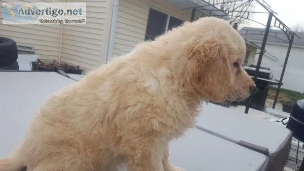 Golden Retriever Pups