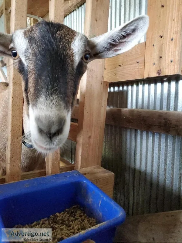 Small Goat Herd Everything must go