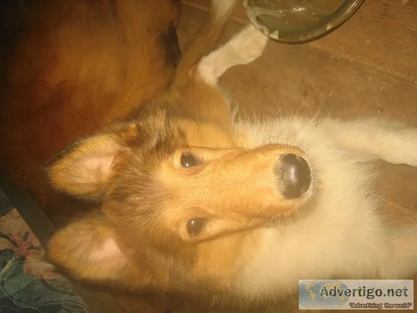 COLLIE PUPPIES AKC LASSIE LOOKALIKES