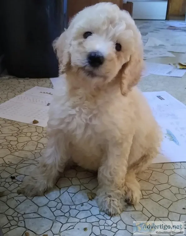 Standard poodle